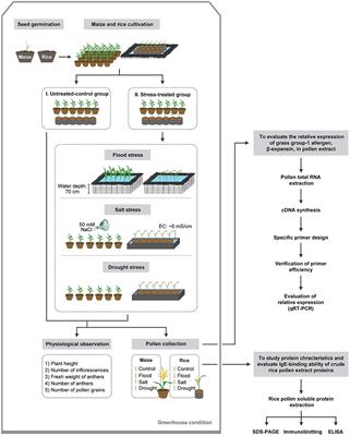 Plant Stress Scenarios Differentially Affect Expression and IgE Reactivity of Grass Group-1 Allergen (β-Expansin) in Maize and Rice Pollen